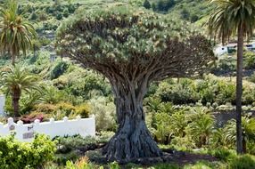 beautiful dragon tree in nature