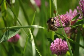 hummel on klee plants on meadow