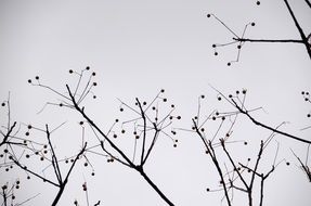 Silhouettes of trees on a cloudy day