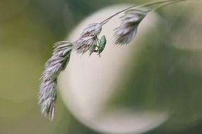 green insect on a blade of grass close up