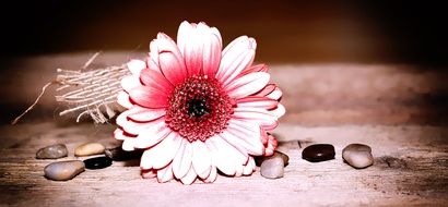 decoration of gerbera bud and stones