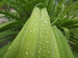 Dew on the leaves