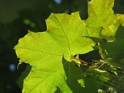 closeup photo of maple green leaves at the sunlight