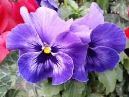 Picture of pansy flowers