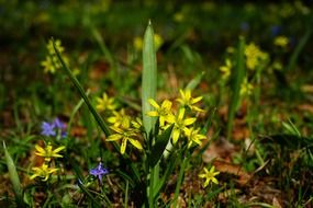 yellow star gagea lutea flowers