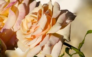 light roses on a branch close-up on a blurred background