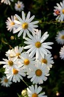 White chrysanthemum flowers in nature