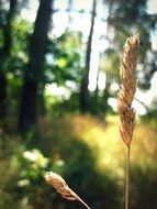 spike on the forest background