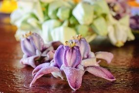 exotic flowers in water drops