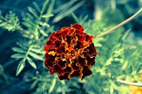 dark red marigold flower macro photo