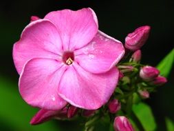 pink flower bud