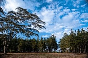 white clouds over the forest on a sunny day