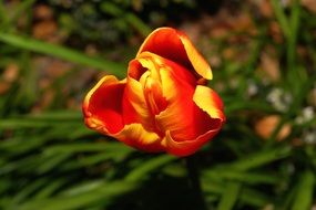 orange tulip bud in spring