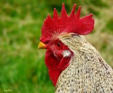 rooster head on blurred green background