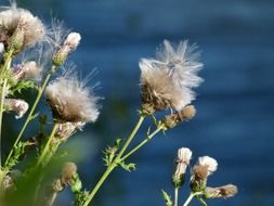 withered thistle