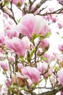 magnolia pink and white flowers