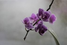 nusual beauty orchid blossom