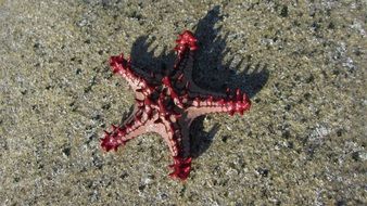 red starfish on the beach