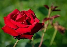 romantic red rose flower in the garden