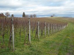 bare grape vines at vineyard