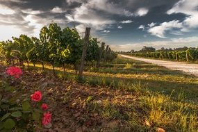 Impressive sky over grape field