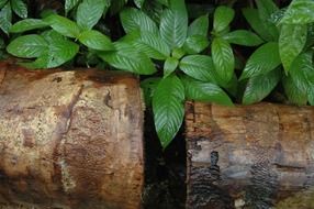 green plants in the jungle