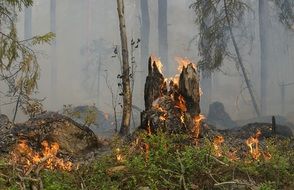 forest fires in Sweden