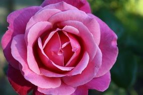 pink rose on a background of green plants