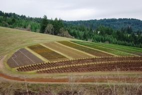 scenic farmland on hillside at forest