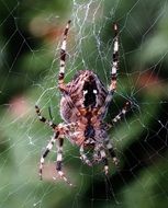 spider cobweb insect network