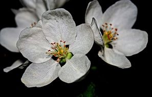 blossoms apple spring