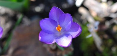 crocus blossom in spring