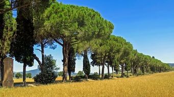 row of pines and cypresses in a picturesque landscape of Tuscany