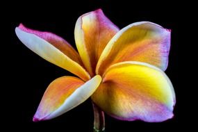 west indian frangipani flower