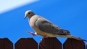 pigeon on a wooden fence