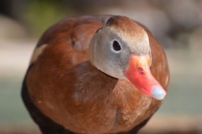 duck potrait