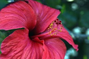 Spanish hibiscus bud