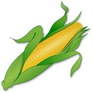 Drawing of farm vegetable corn