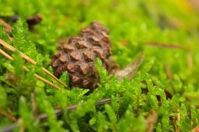 cone on bright green moss