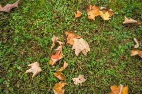 autumn dead leaves on grass