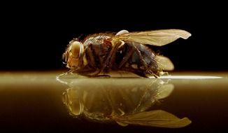 insect and its reflection