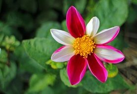 closeup photo of dahlia flower with colorful petals