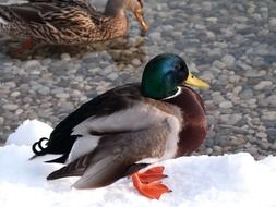 duck standing on snow