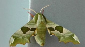 Green oleander hawkmoth in summer