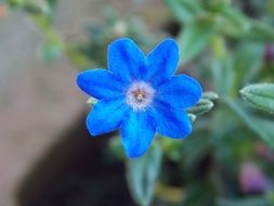 natural blue flower