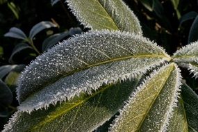 leaves covered with frost