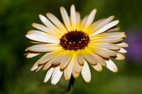 Light yellow medicinal calendula