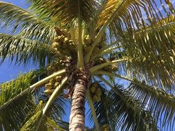 bottom view of palm trees with fruits