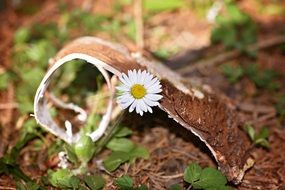 white daisy on the ground