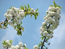 Spring tree in blossom